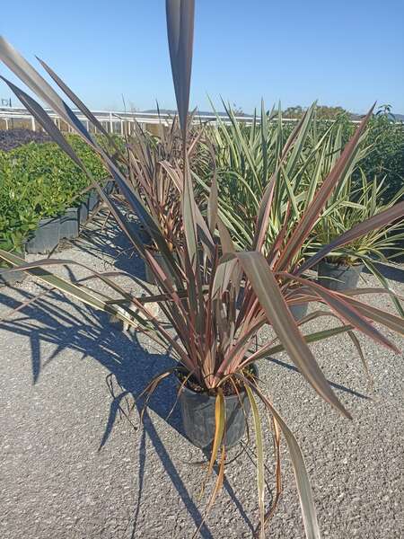 Phormium Tenax Tricolar